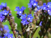 Anchusa capensis