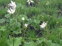 Plant in flower