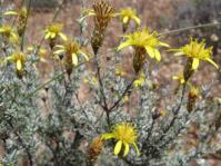 Antithrixia flavicoma shrub