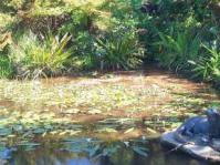 Waterblommetjies in Kirstenbosch