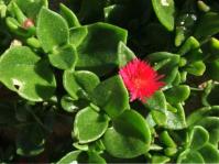 Mesembryanthemum cordifolium 