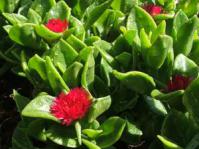 Aptenia cordifolia