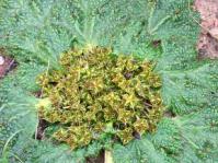 A. echinatus female plant Photo A. Magee