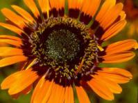 Orange form of A.fastuosa