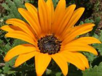 Arctotis acaulis flower - orange with black spots
