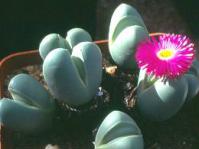 Argyroderma theartii