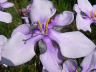 Aristea biflora