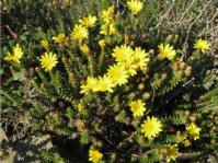 Flowering plant of A. styphelioides