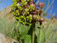 Asclepias albens