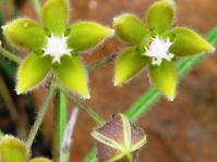 Critically Endangered Asclepias bicuspis