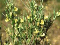 Bush in flower