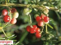 Asparagus densiflorus 'Sprengeri'