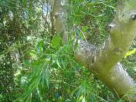 Asparagus falcatus creeper