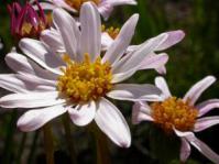 Aster laevigatus flower head