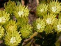 Female inflorescences