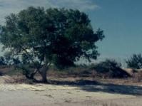 Avicennia marina tree
