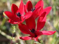 Red flowered form 