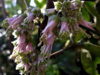 Bachmannia woodii flowers