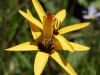Baeometra unifora flower