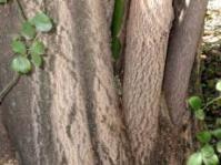 Butressed trunk and bark