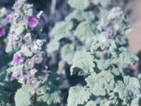 Ballota africana