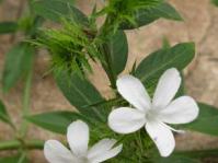 Plant in flower