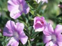 Barleria greenii