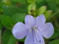 Barleria gueinzii