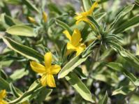 Barleria dinteri