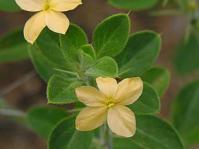 Barleria holubii flowers and leaves