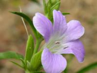 Barleria lancifolia flower