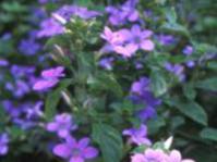 Barleria obtusa