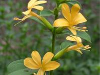 Barleria ameliae flowers and foliage