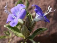 Barleria rogersii flowers and foliage