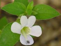 Barleria scindens flower
