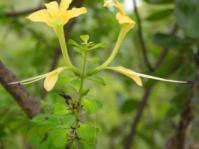 Barleria rotundifolia