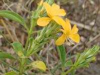 Barleria senensis