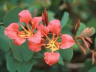 Bauhinia galpinii