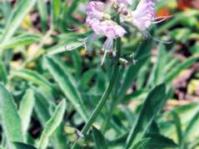 Ocimum obovatum