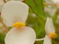 Begonia dregei male flower