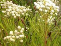 Berzelia abrotanoides in flower