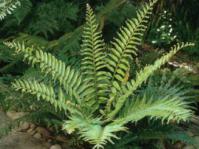  Young Blechnum tabulare