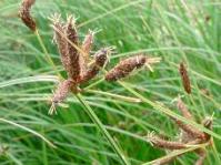 Bolboschoenus maritimus