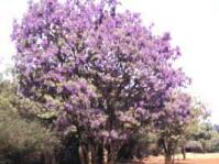 Bolusanthus speciosa