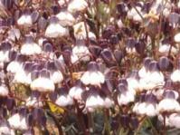 Trichodesma  in the Boraginaceae