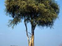 Boscia albitrunca