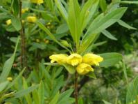 Image of Bowkeria citrina 