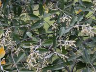 Brachylaena transvaalensis