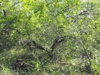Brackenridgea zanguebarica