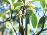 Propagules of Bruguiera gymnorrhiza